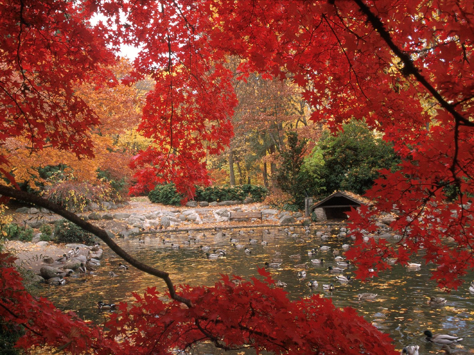 Lithia Park in Autumn, Ashland, Oregon.jpg
